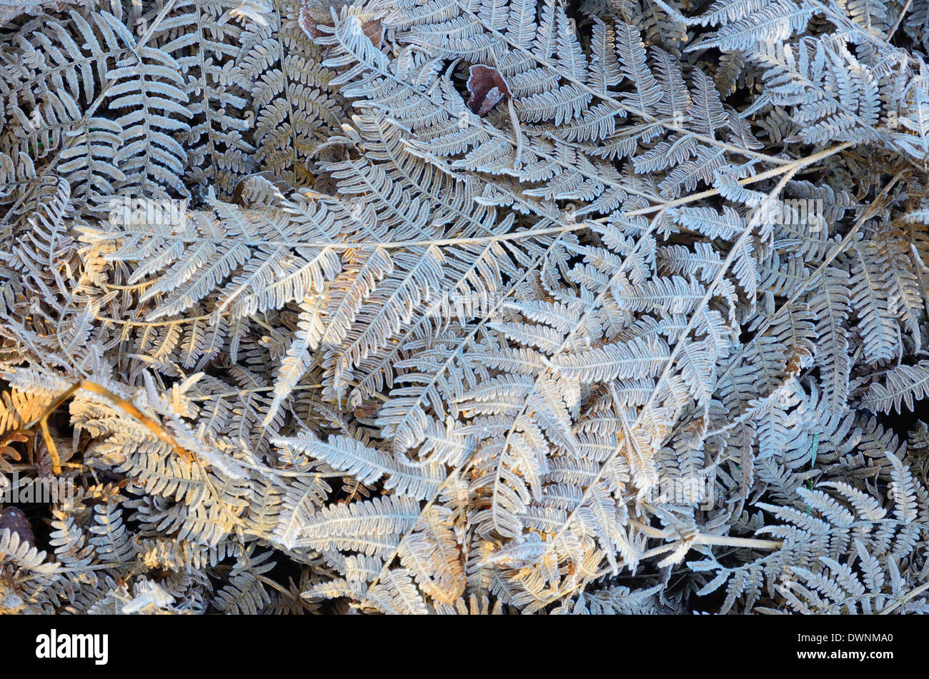 Frost-covered leaves of Bracken fern (Pteridium aquilinum), Bavaria, Germany Stock Photo