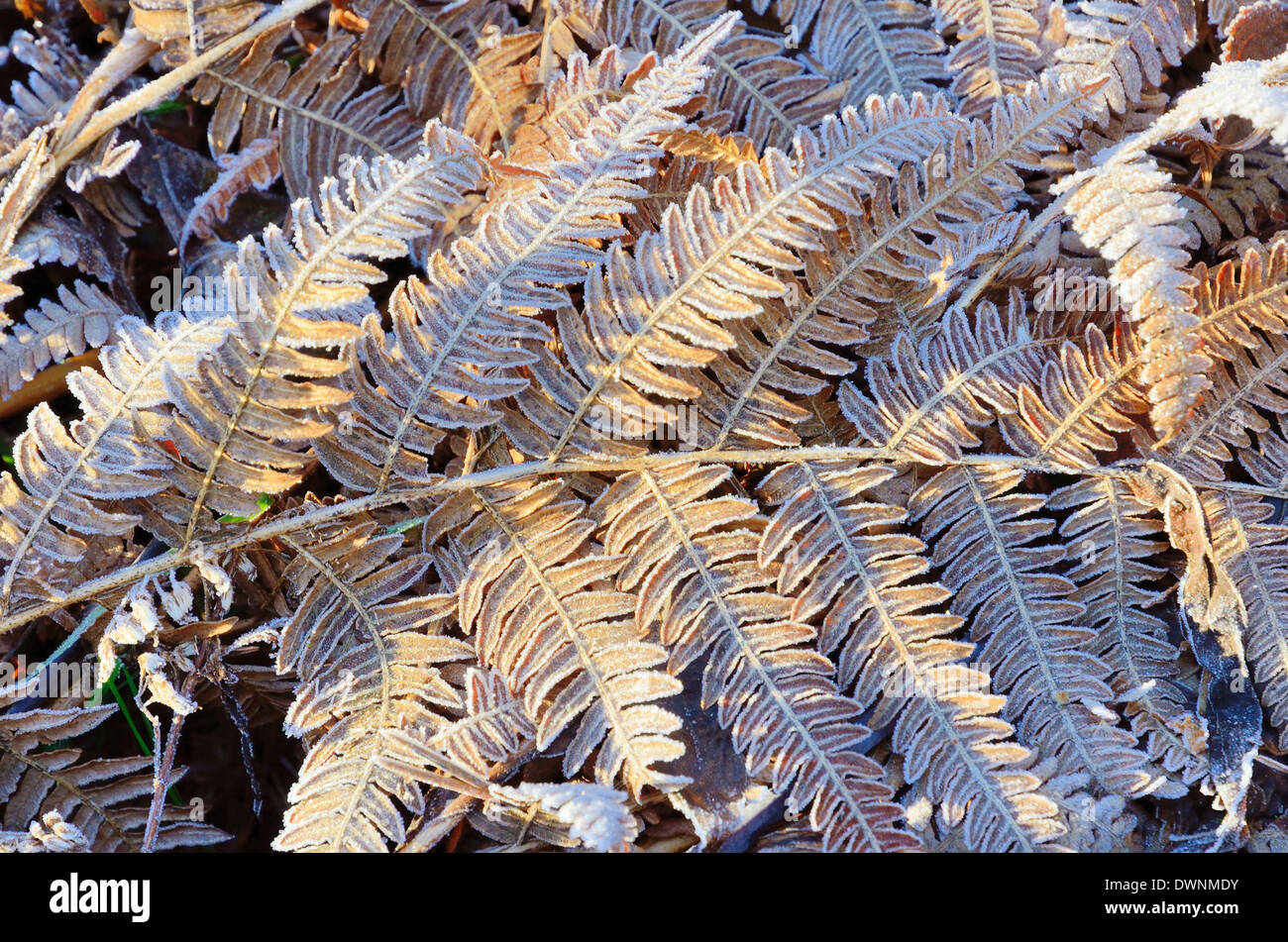 Frost-covered leaves of Bracken fern (Pteridium aquilinum), Bavaria, Germany Stock Photo