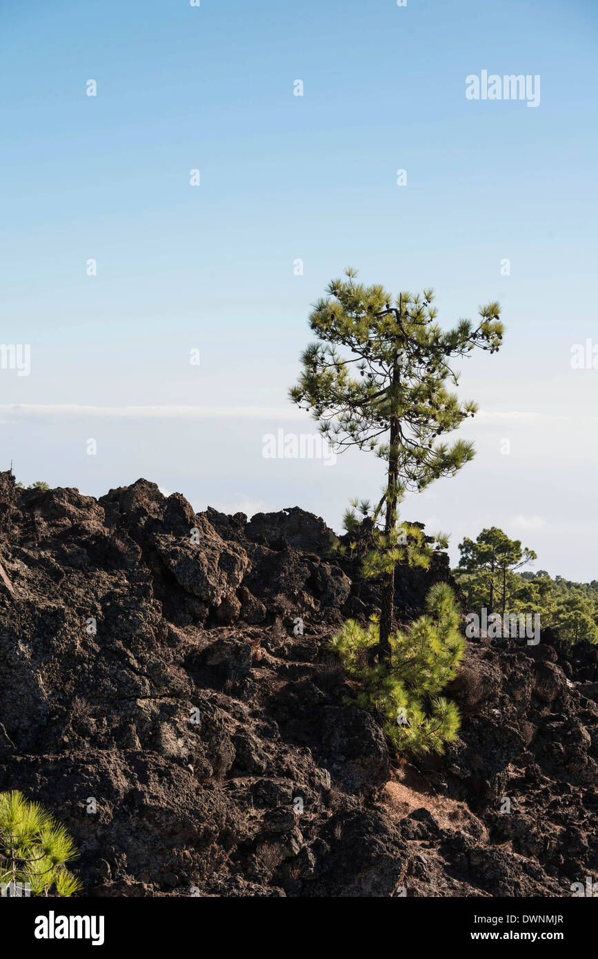 Canary Island pine (Pinus canariensis) on lava rock, Tenerife, Canary Islands, Spain Stock Photo