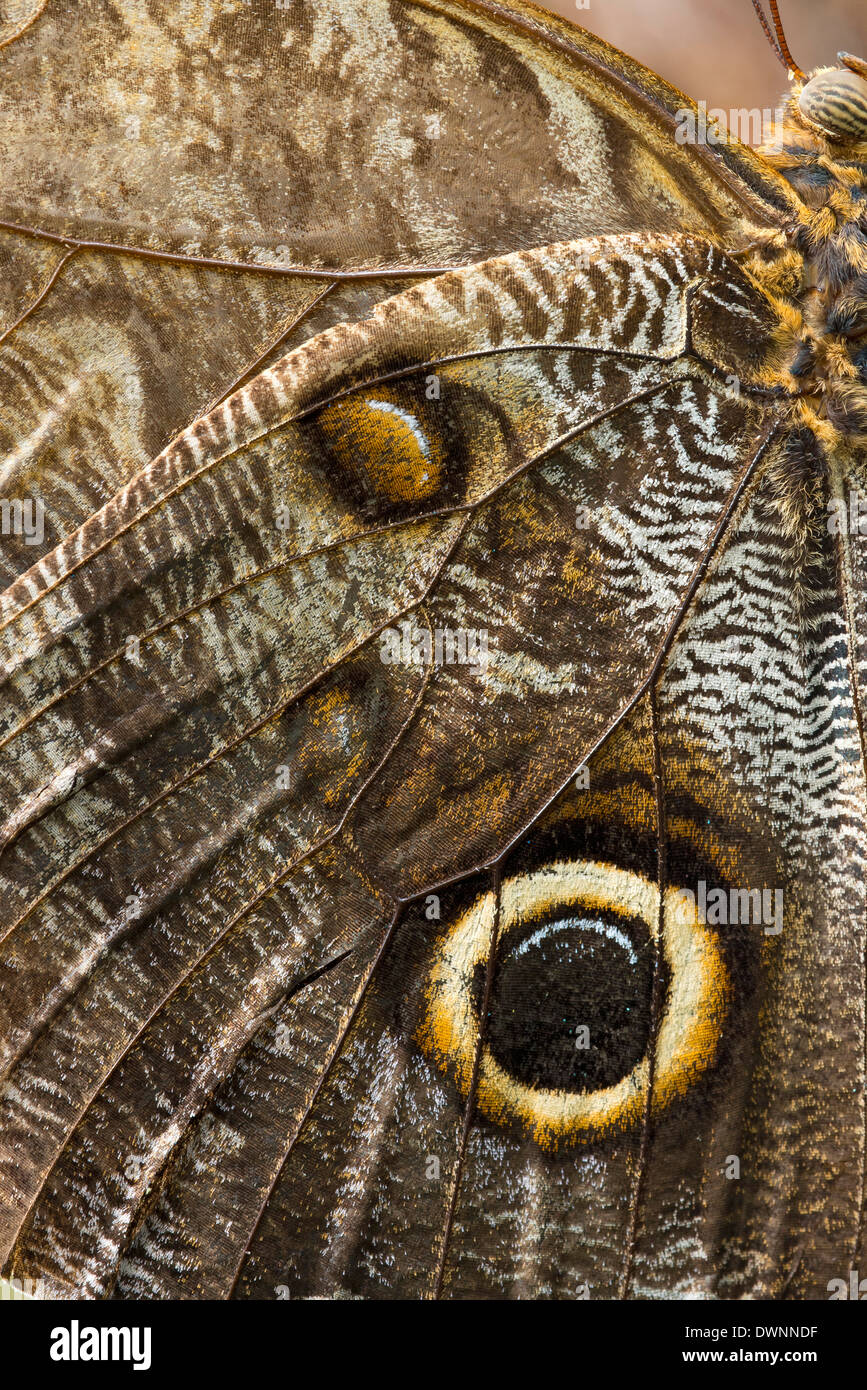 Yellow-edged Giant Owl (Caligo atreus), butterfly house, Forgaria nel Friuli, Udine province, Italy Stock Photo