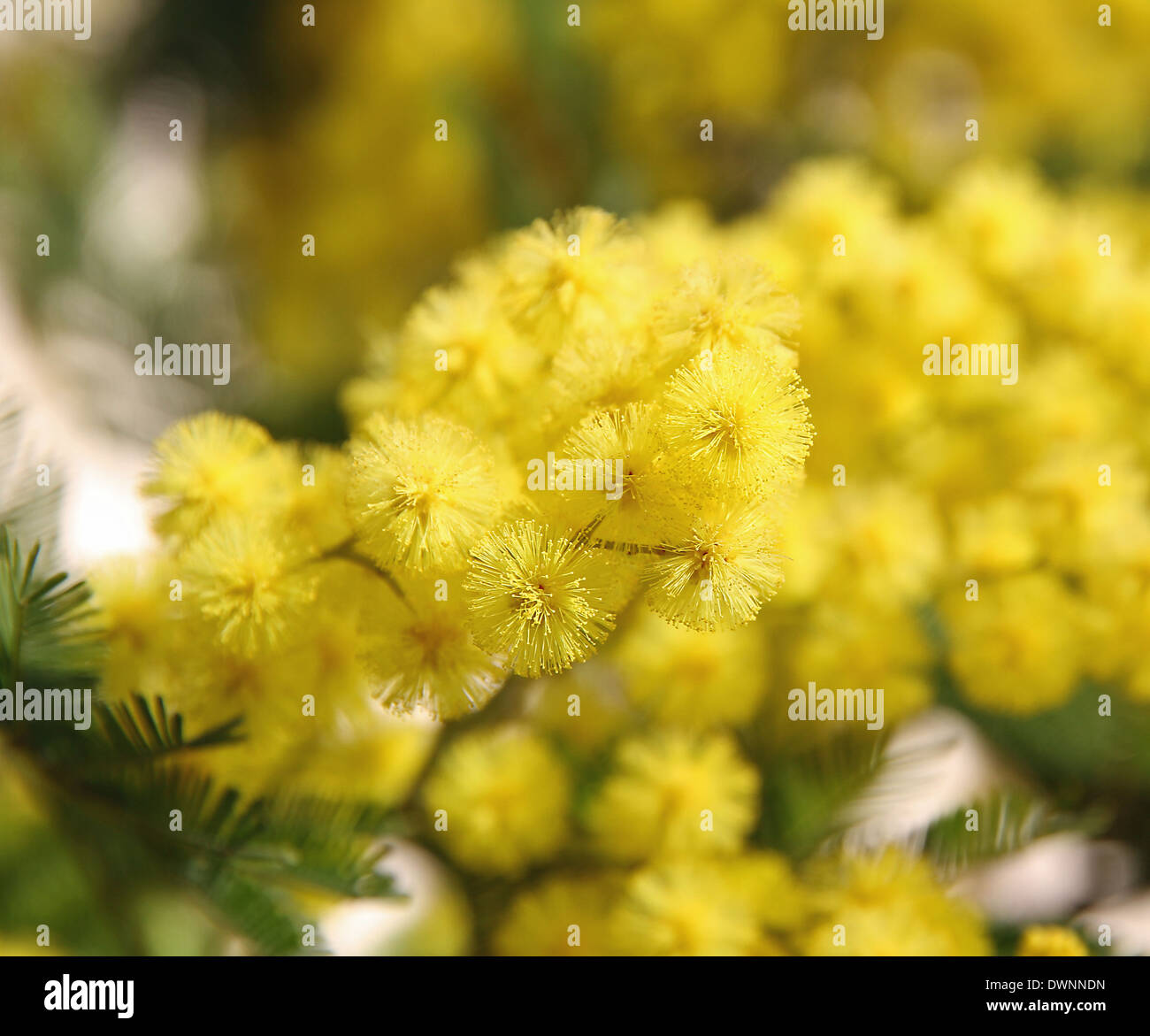 beautiful yellow mimosa in bloom and the background all yellow Stock