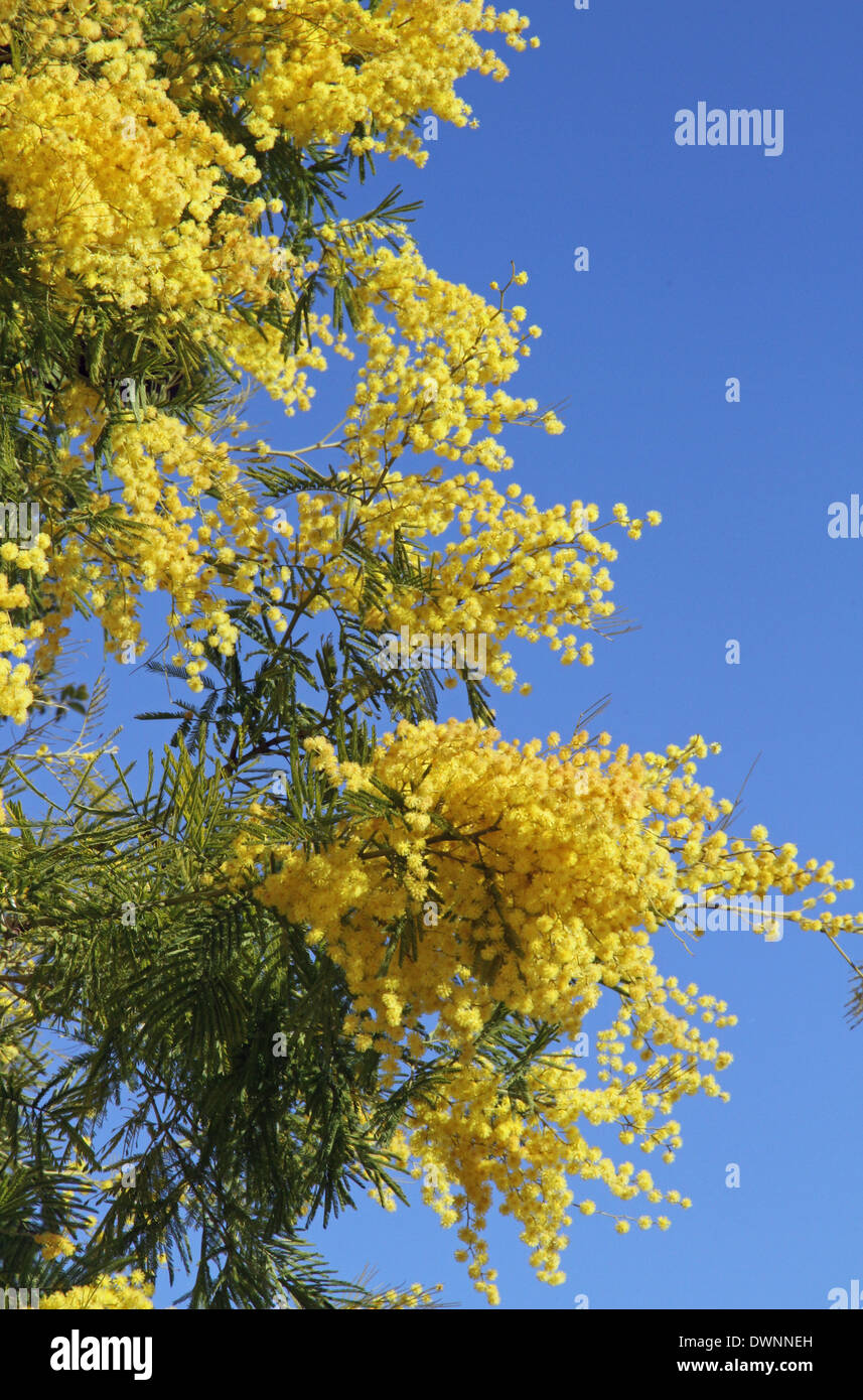 yellow fragrant mimosa flower symbol of the feast of the woman Stock