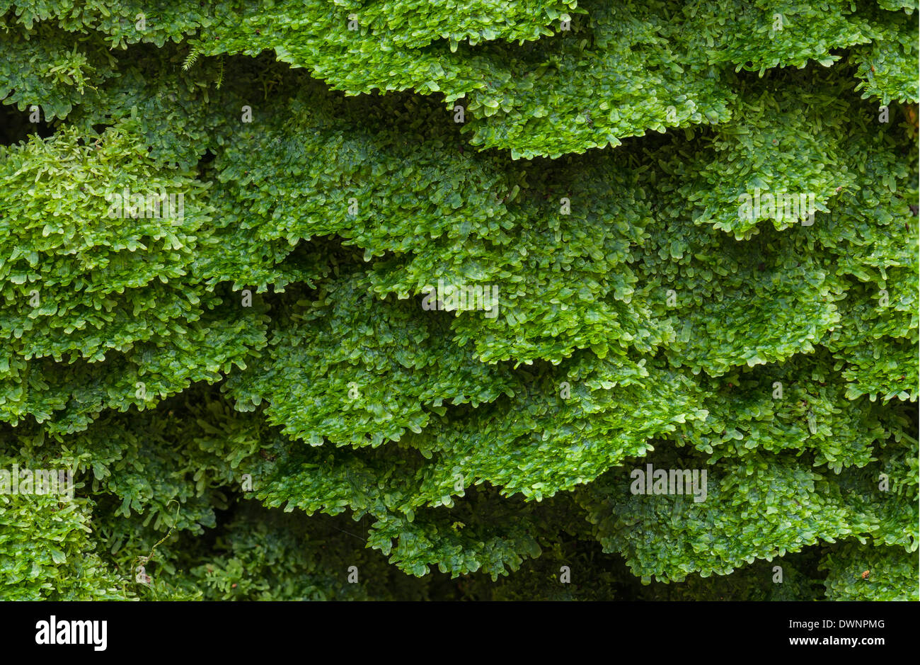 Liverwort (Metzgeria furcata), Hesse, Germany Stock Photo