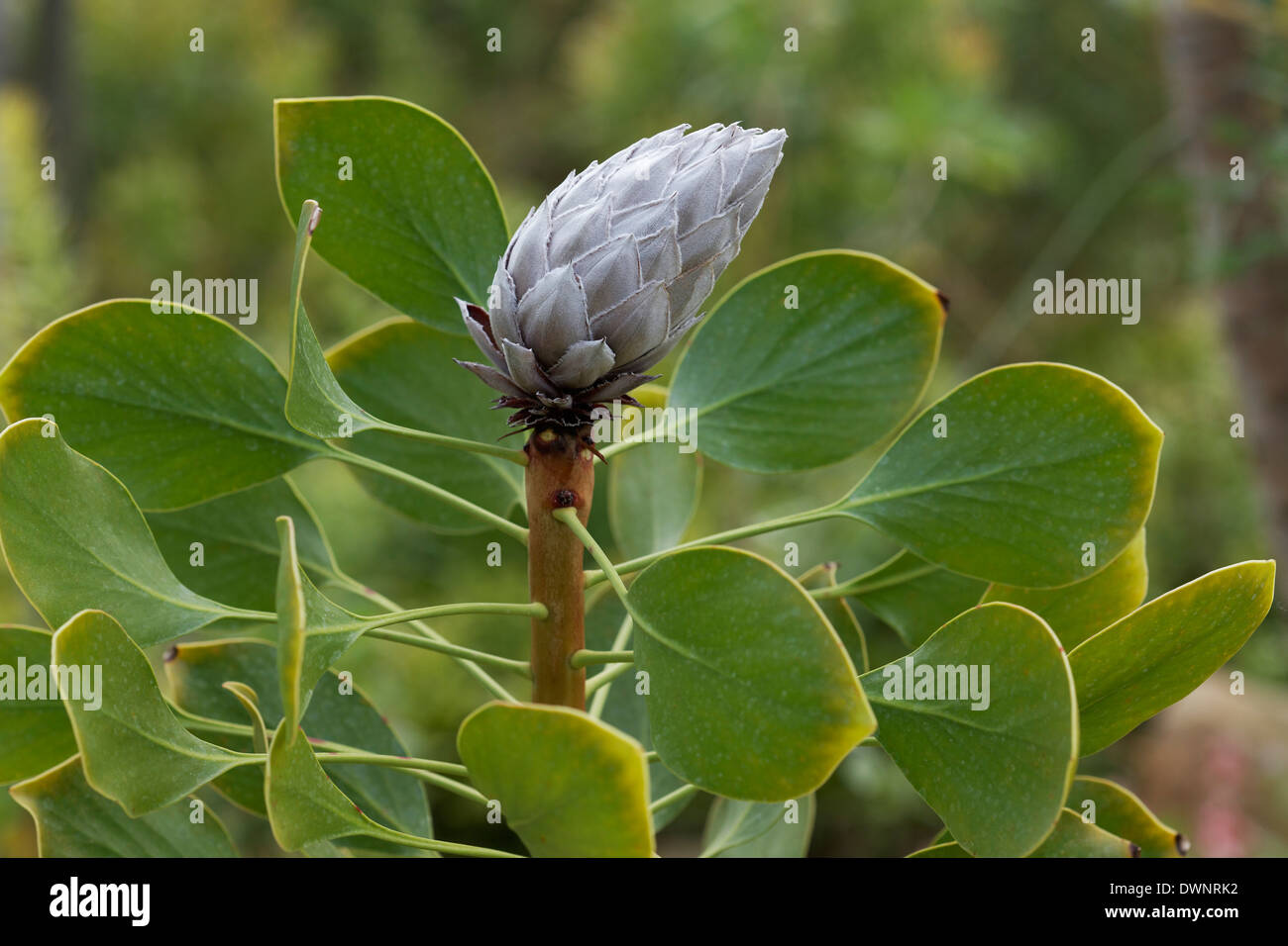 Bud of a King Protea (Protea Cynaroides), native to South Africa Stock Photo