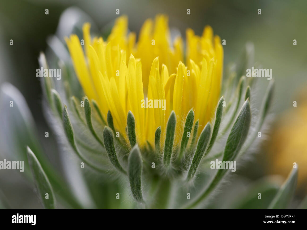 Aeonium (Aeonium ciliatum), native to Tenerife, Canary Islands Stock Photo