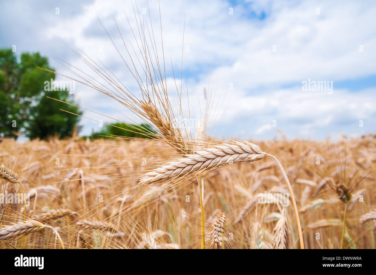 Close up of the natural wheat ears, sky background Stock Photo - Alamy