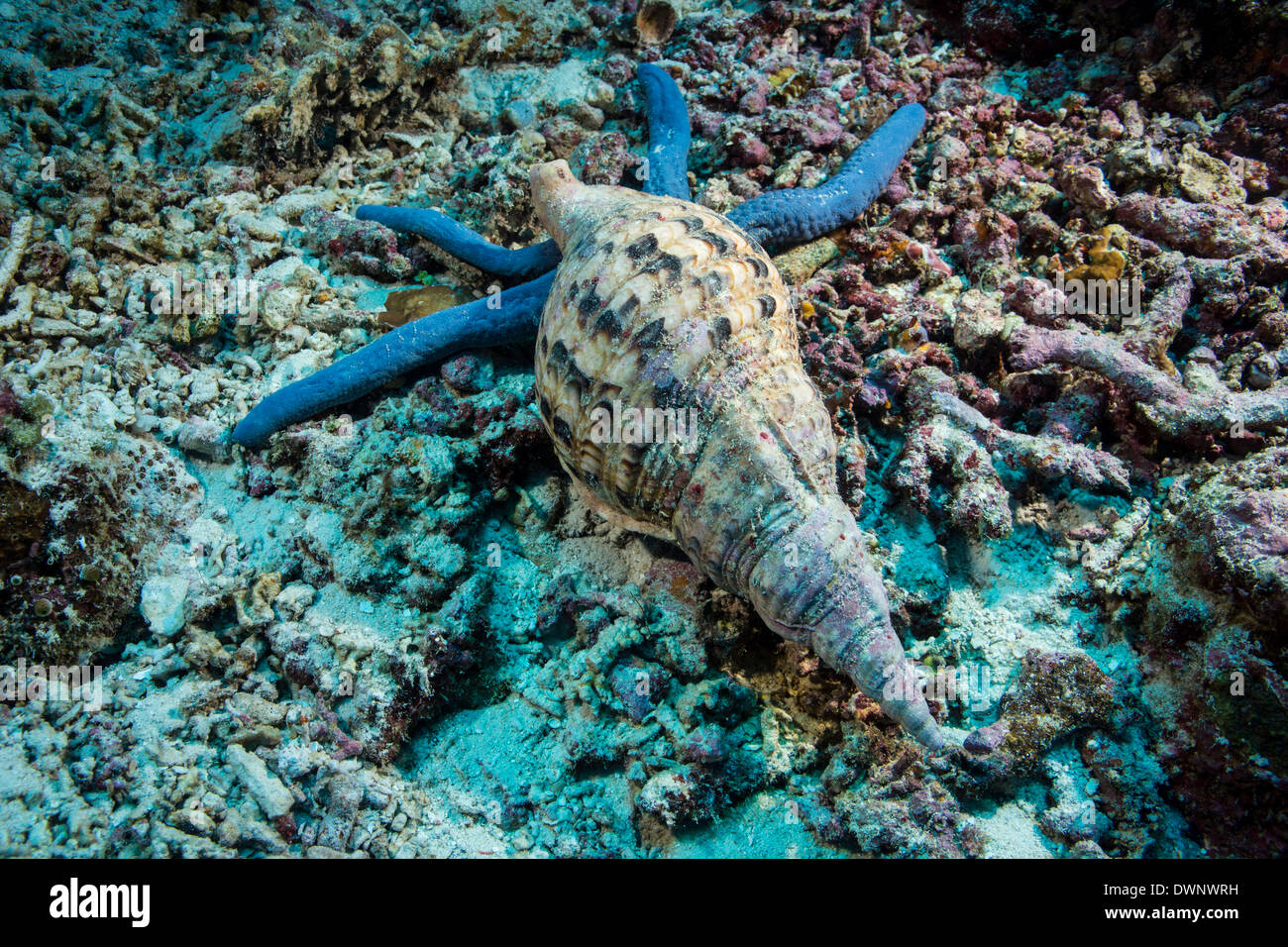 Triton's Trumpet (Charonia tritonis) feeding on a Blue Sea Star or Blue Starfish (Linckia laevigata), Philippines Stock Photo