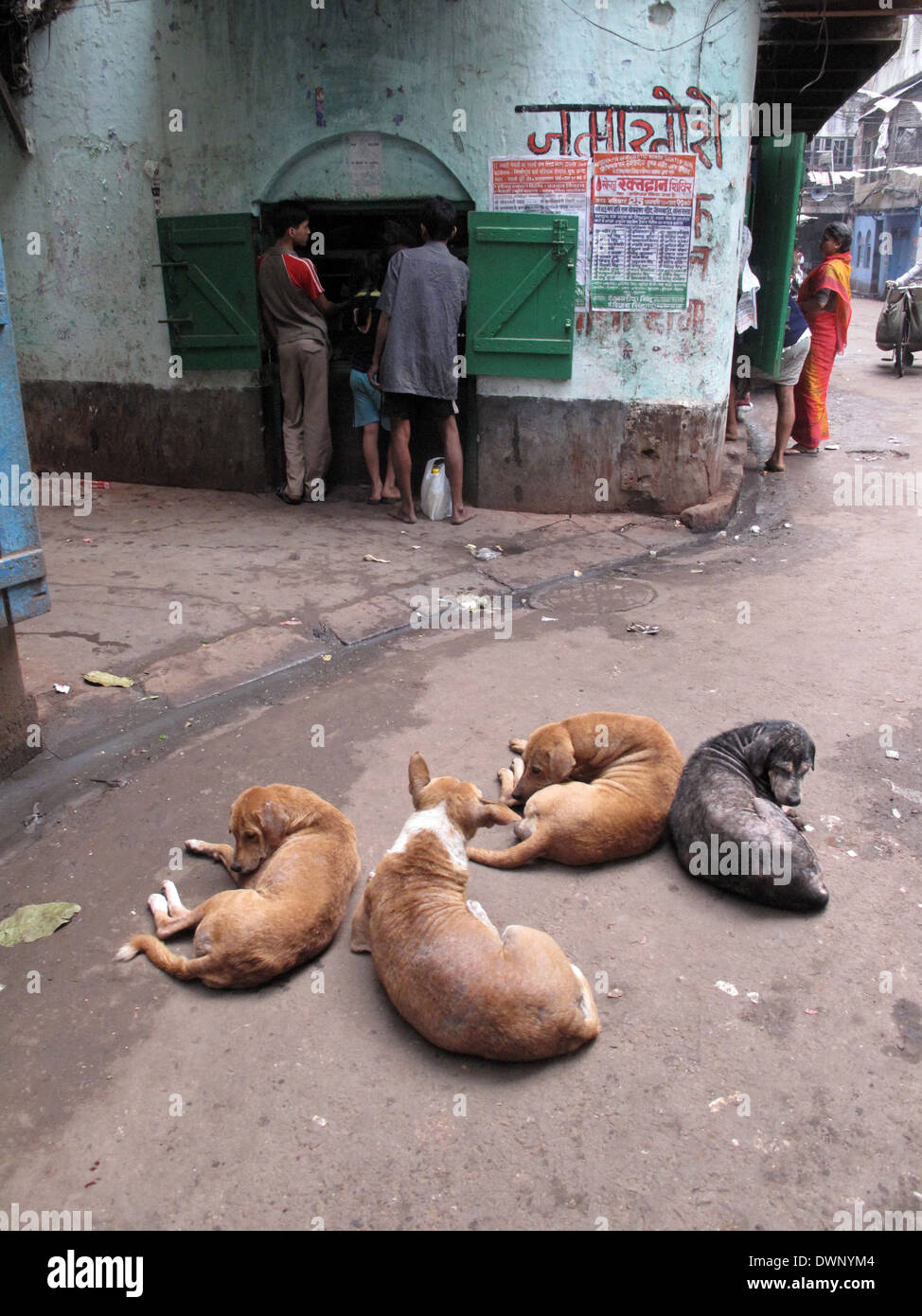 Streets of Kolkata. Stray dogs is sleeping in the street , January 25, 2009. Stock Photo