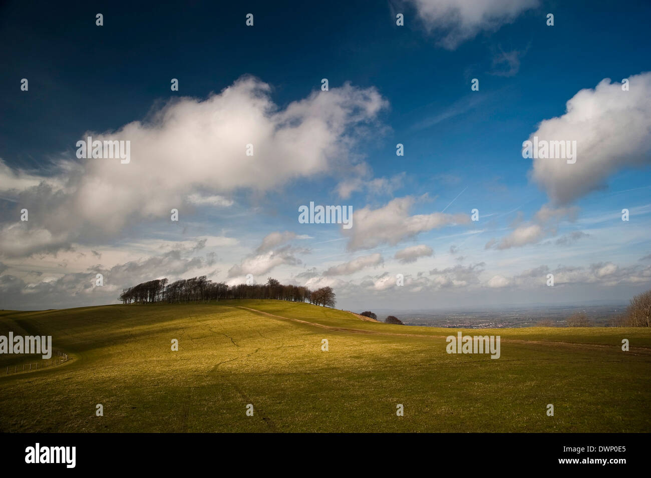 Chanctonbury Ring on the South Downs Way, West Sussex, UK Stock Photo