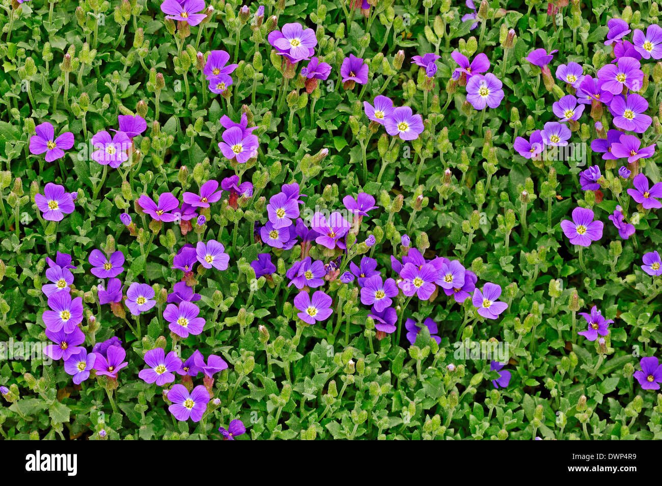 Lilacbush, Purple Rock Cress or Rainbow Rock Cress (Aubrietia deltoidea) Stock Photo