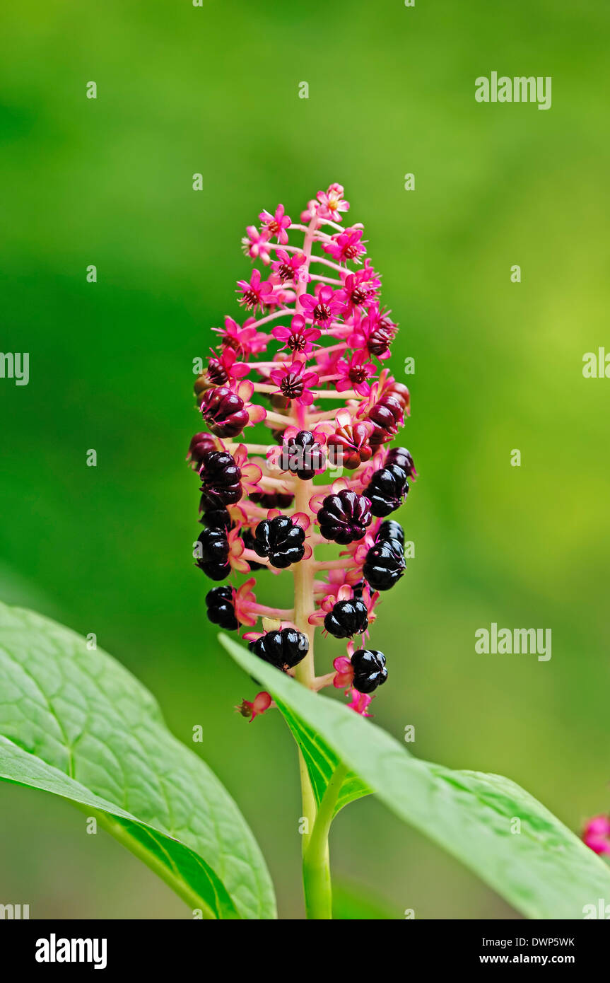 Asian Pokeweed or Himalayan Pokeberry (Phytolacca acinosa) Stock Photo
