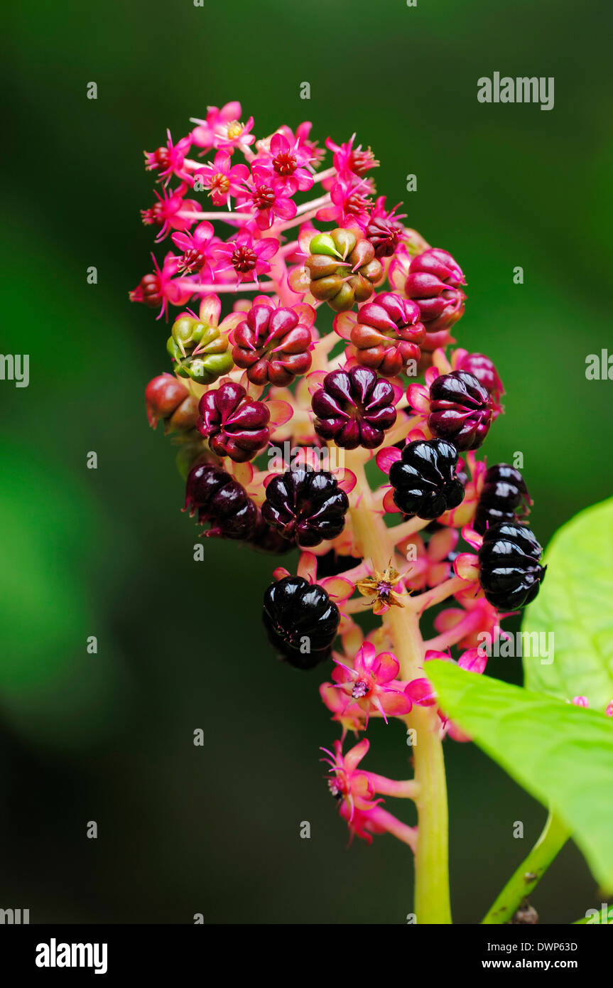 Asian Pokeweed or Himalayan Pokeberry (Phytolacca acinosa) Stock Photo