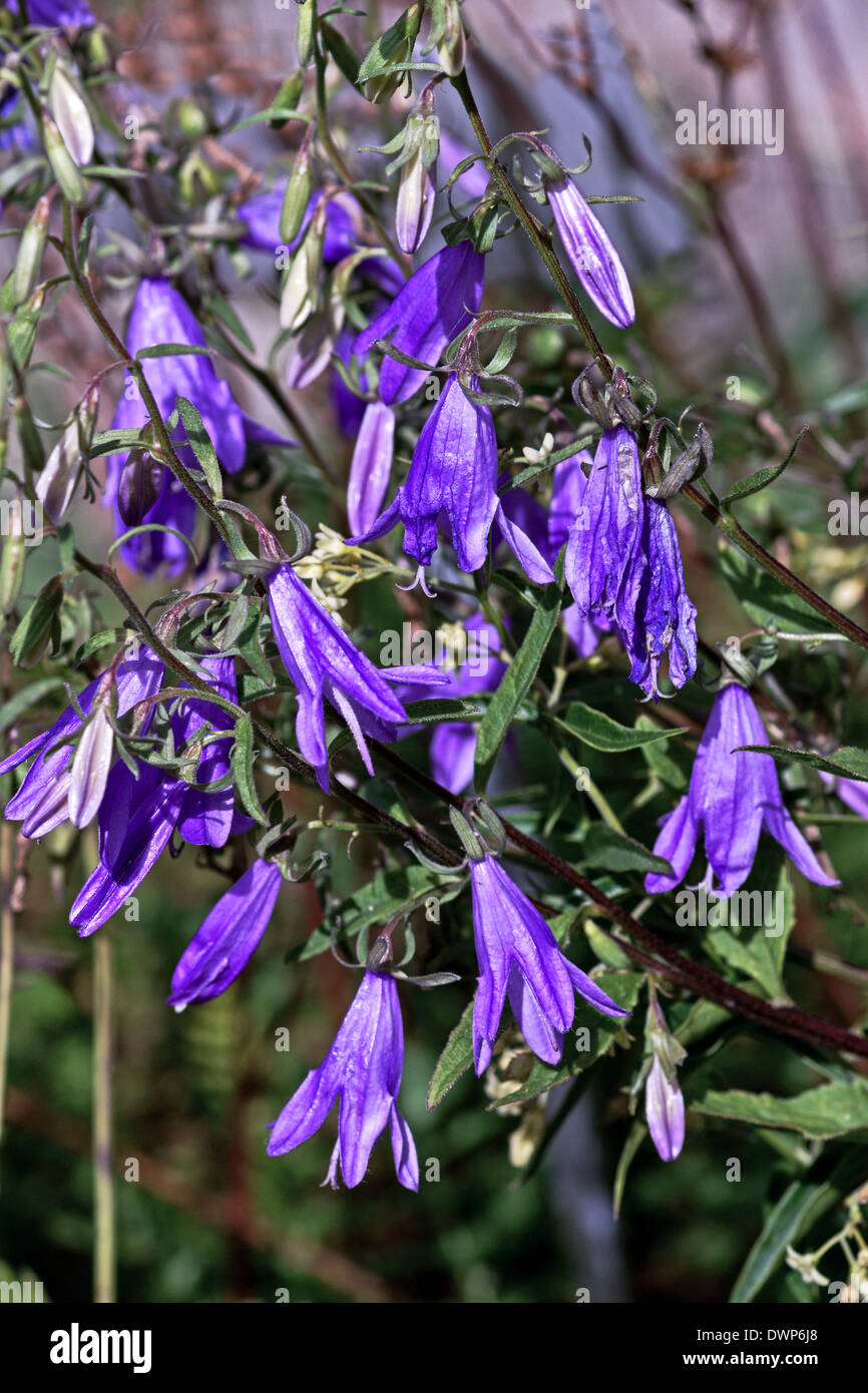 Flowers of the Creeping Bellflower (Campanula rapunculoides ) in the Pyrenees. Stock Photo