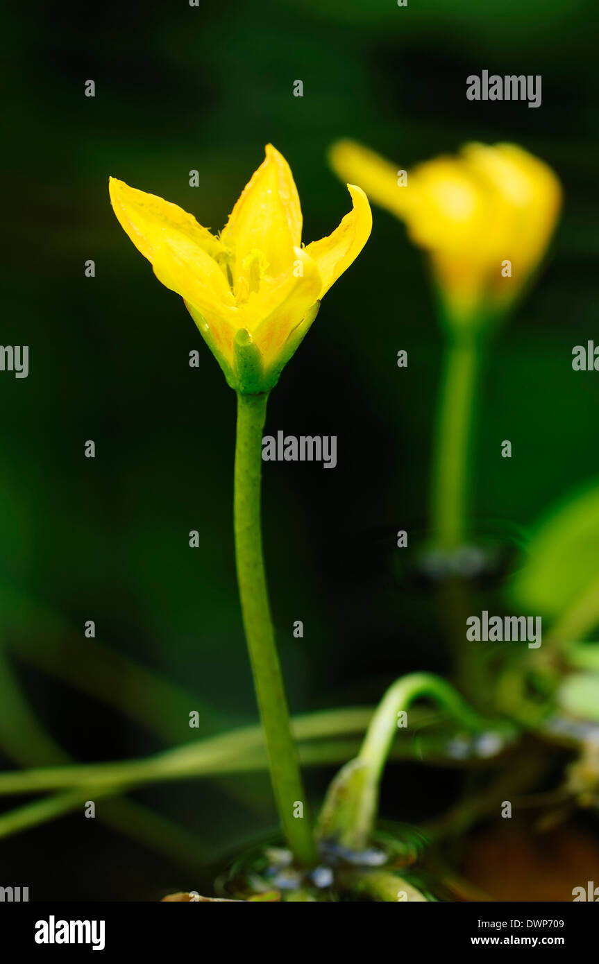 Fringed Water-lily or Yellow Floating-heart (Nymphoides peltata, Villarsia nymphaeoides) Stock Photo