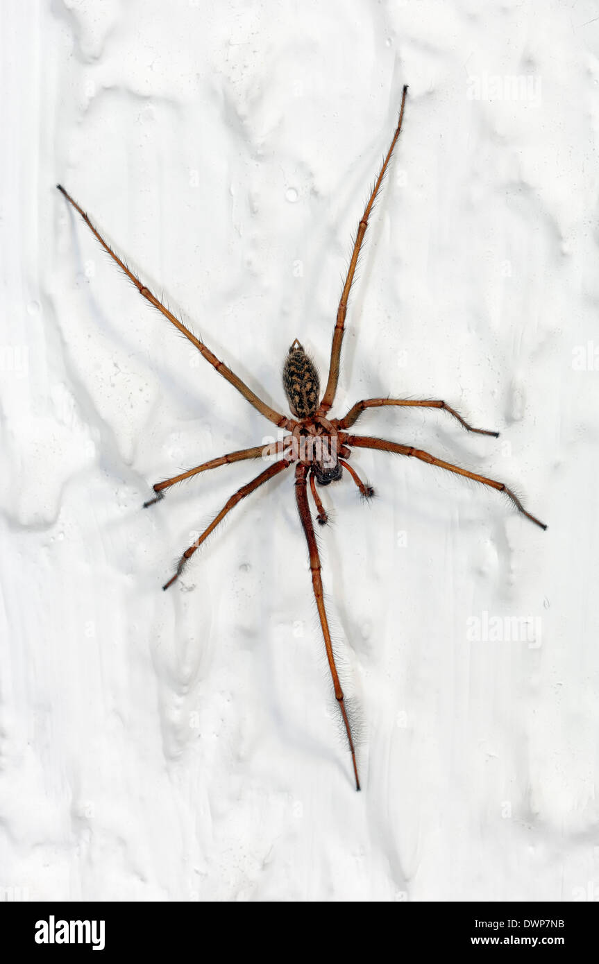 House Spider, Dust Spider or Dustbunny Spider (Tegenaria atrica), North Rhine-Westphalia, Germany Stock Photo