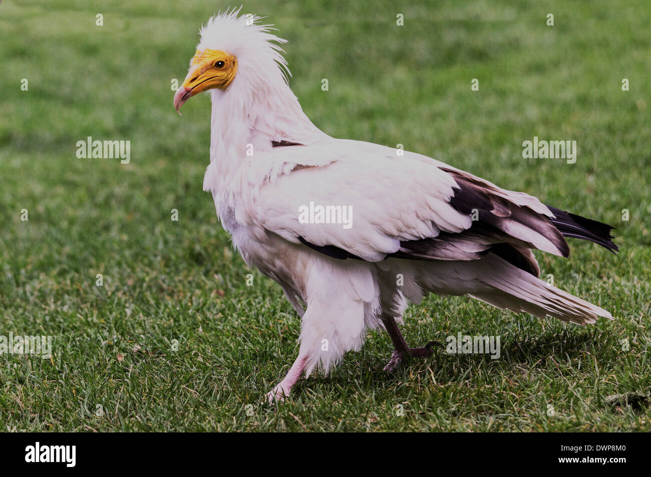 Adult Egyptian Vulture ( Neophron percnopterus ) on the ground. Stock Photo