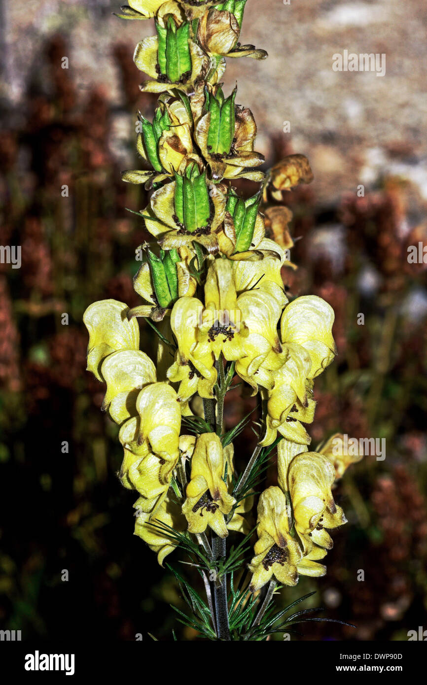 Section of a flowering  spike of Yellow Mookshood  (Aconitum anthora ).French Pyrenees. Stock Photo