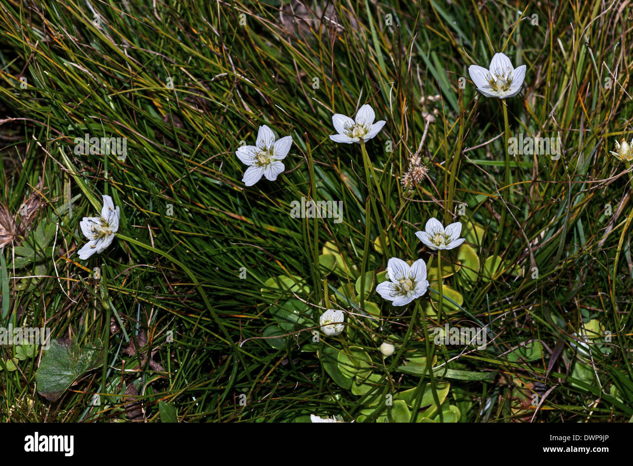 Grass of Parnassus (Parnassia palustris ) plant in flower in the French Pyrenees Stock Photo
