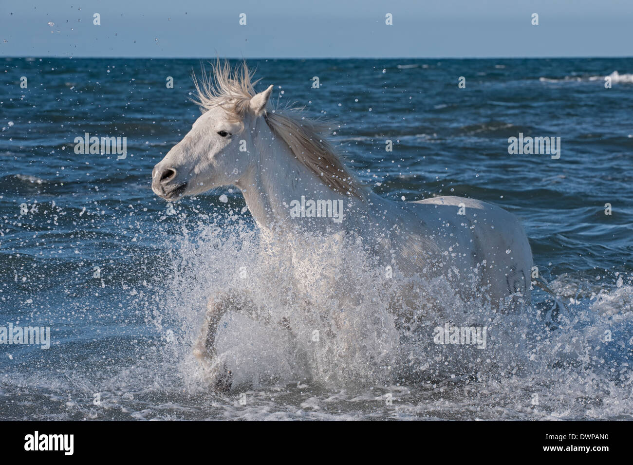 Camargue horse running in the water, Bouches du Rhône, France Stock Photo