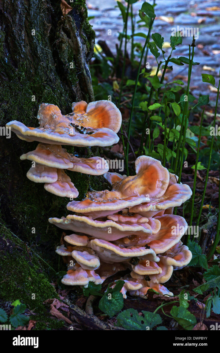 The fruit-bodies of the fungus Sulphur polypore ( Laetiporus sulphureus ) growing on a dead plum tree. Stock Photo