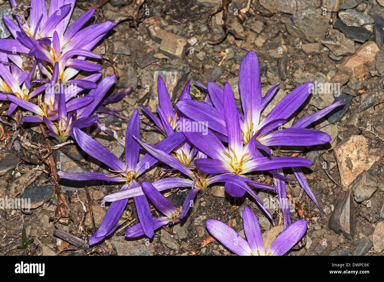 Merendera ( Merendera pyrenaica ) in the  Spanish central Pyrenees. Stock Photo
