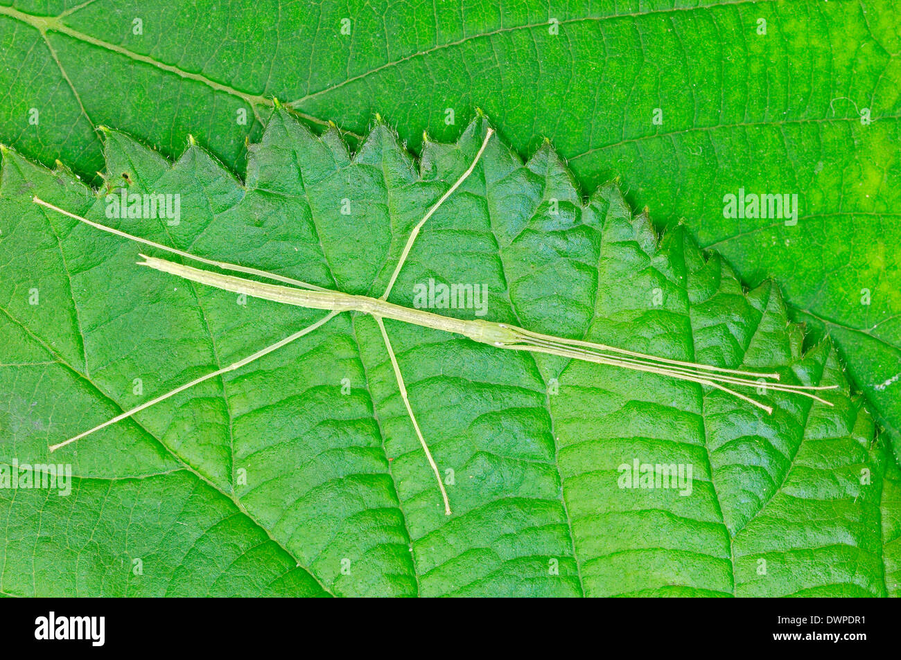 Pink Winged Stick Insect or Pink Wing Stick Insect (Sipyloidea sipylus