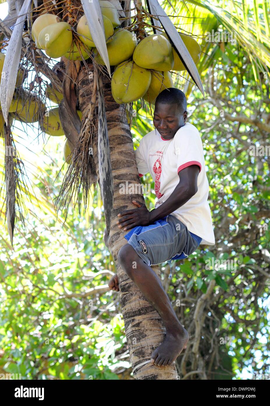 A man fetches coconuts from a coconut palm (Cocos nucifera) in Inhambane, Mozambique, 03 March 2013. Photo: Britta Pedersen -NO WIRE SERVICE- Stock Photo