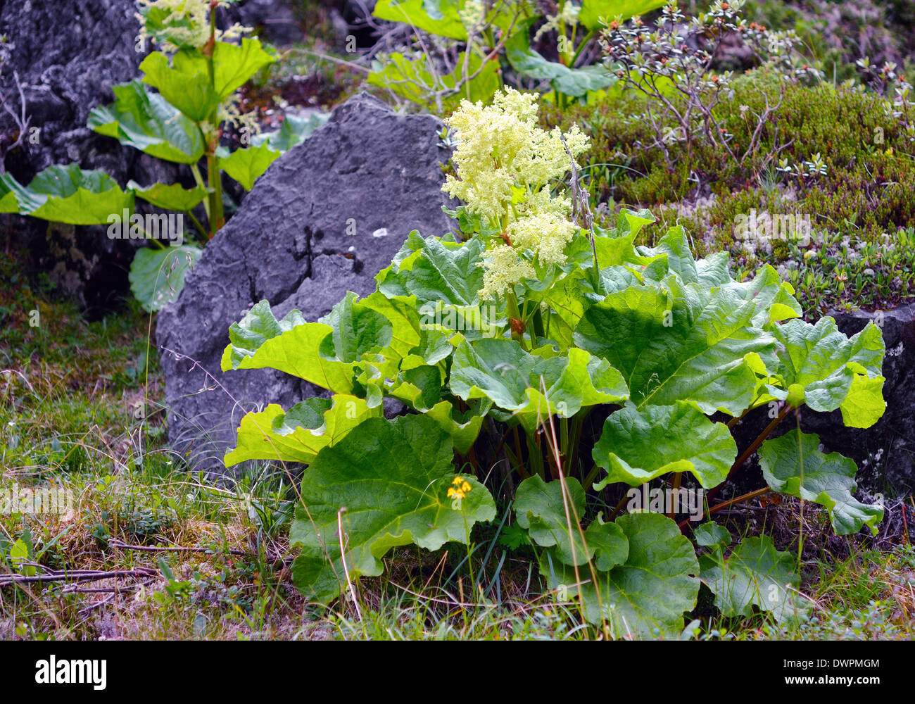 Wild rhubarb (Rheum altaicum L.) growing in the mountains near the stone Stock Photo