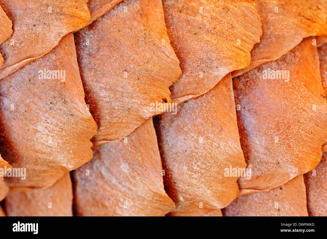 Norway Spruce or European Spruce (Picea abies), cone detail, North Rhine-Westphalia, Germany Stock Photo