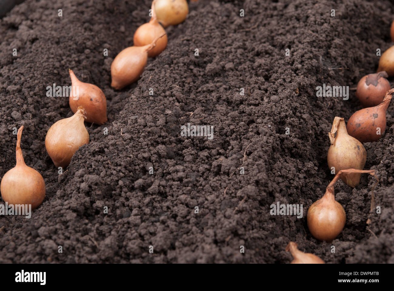 Spring onions in soil Stock Photo Alamy