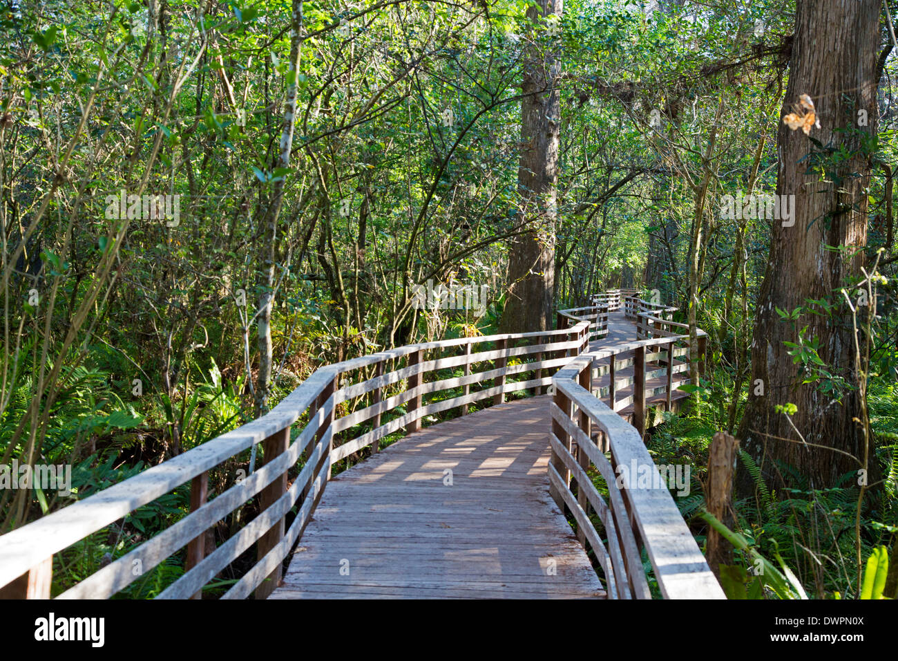 Naples, Florida - The National Audubon Society's Corkscrew Swamp Sanctuary. Stock Photo