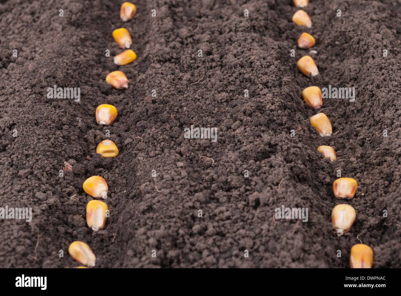 corn seeds for planting