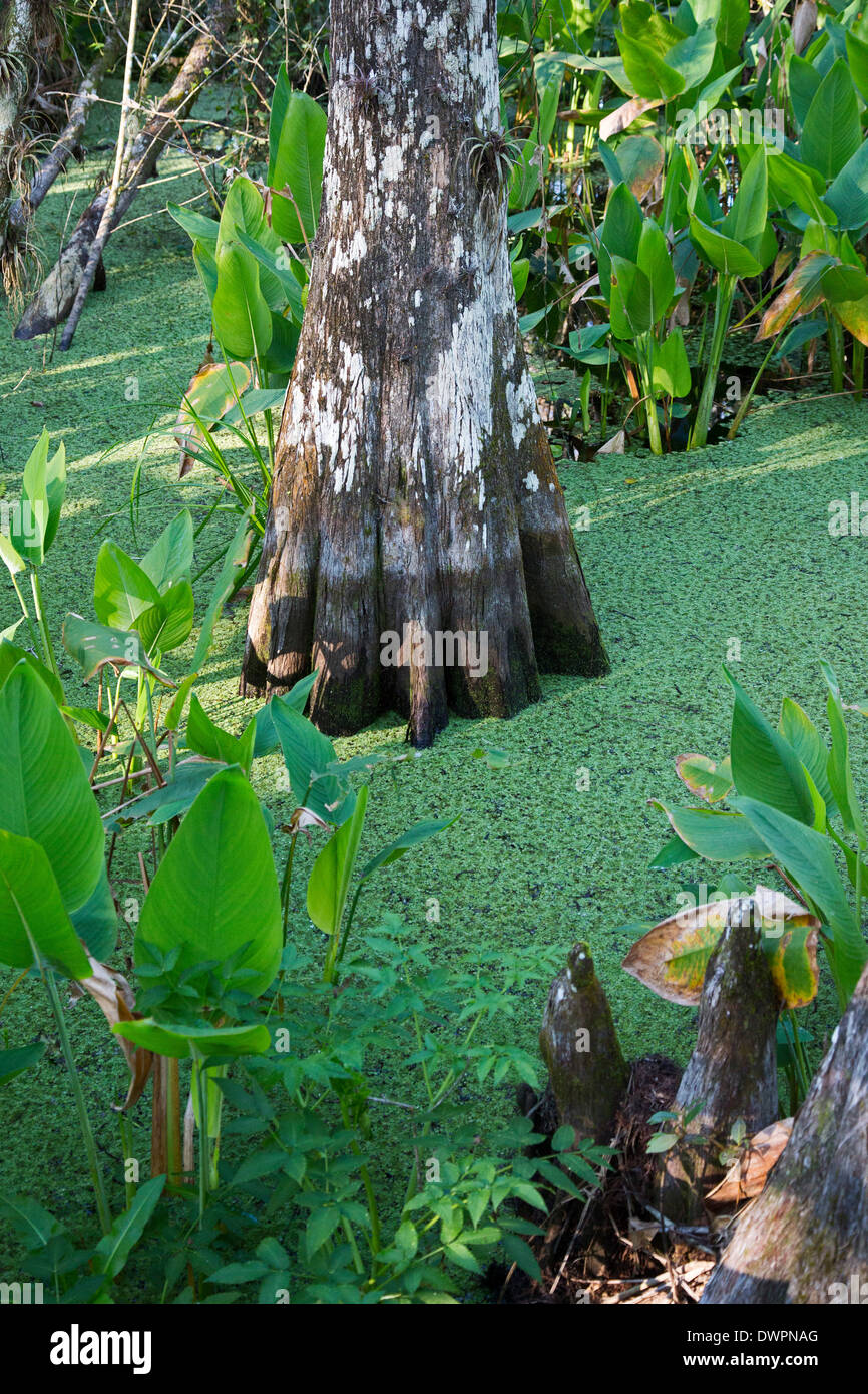 Naples, Florida - Bald Cypress forest in the National Audubon Society's Corkscrew Swamp Sanctuary. Stock Photo