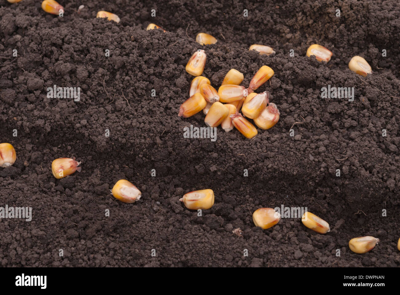 Corn Seeds Planted In The Ground In The Garden Stock Photo Alamy