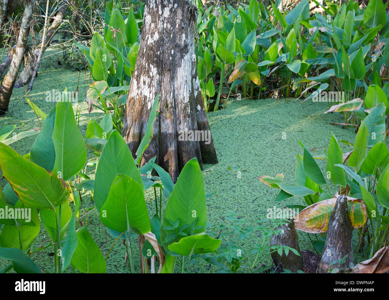 Naples, Florida - Bald Cypress forest in the National Audubon Society's Corkscrew Swamp Sanctuary. Stock Photo