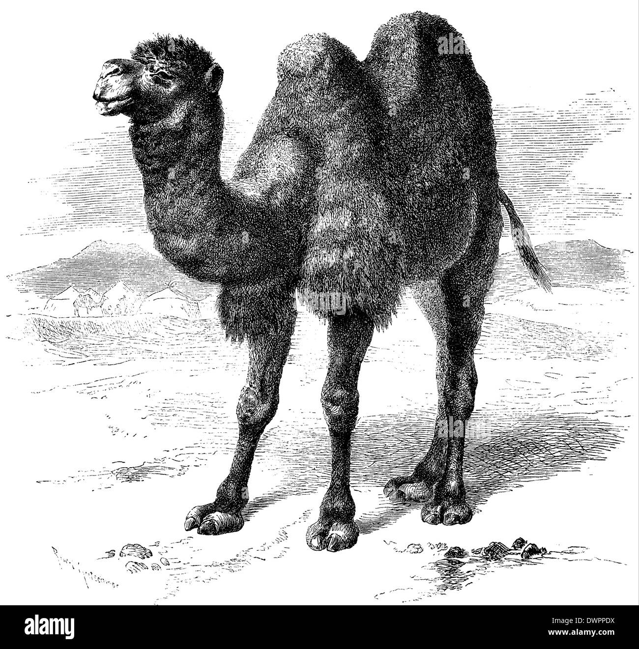 Camelus bactrianus bactrian camel Cut Out Stock Images & Pictures Alamy