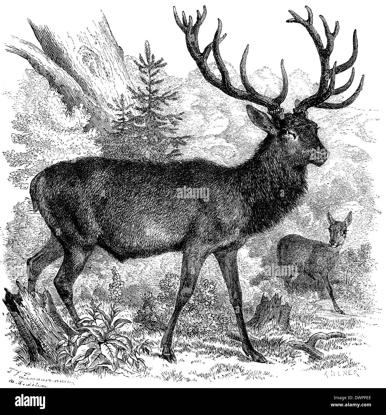 Red deer illustration old hires stock photography and images Alamy