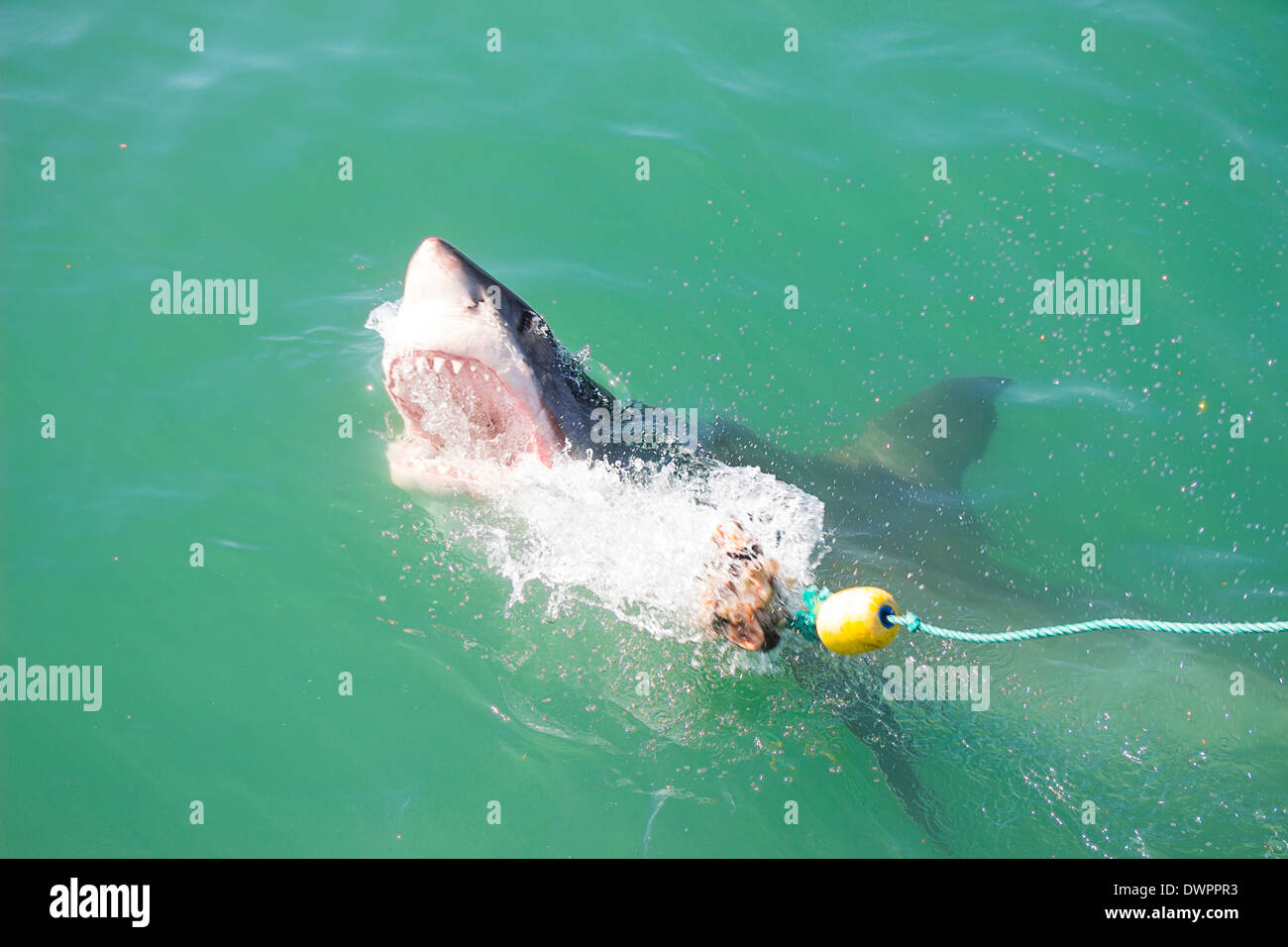 a-great-white-shark-attacking-a-decoy-and-bait-in-the-ocean-stock-photo
