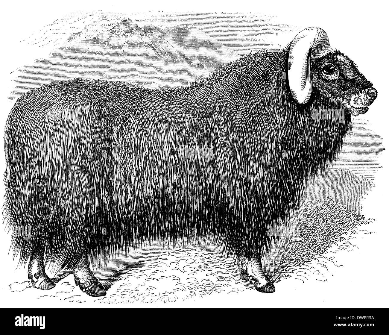 Musk-ox or musk ox Stock Photo