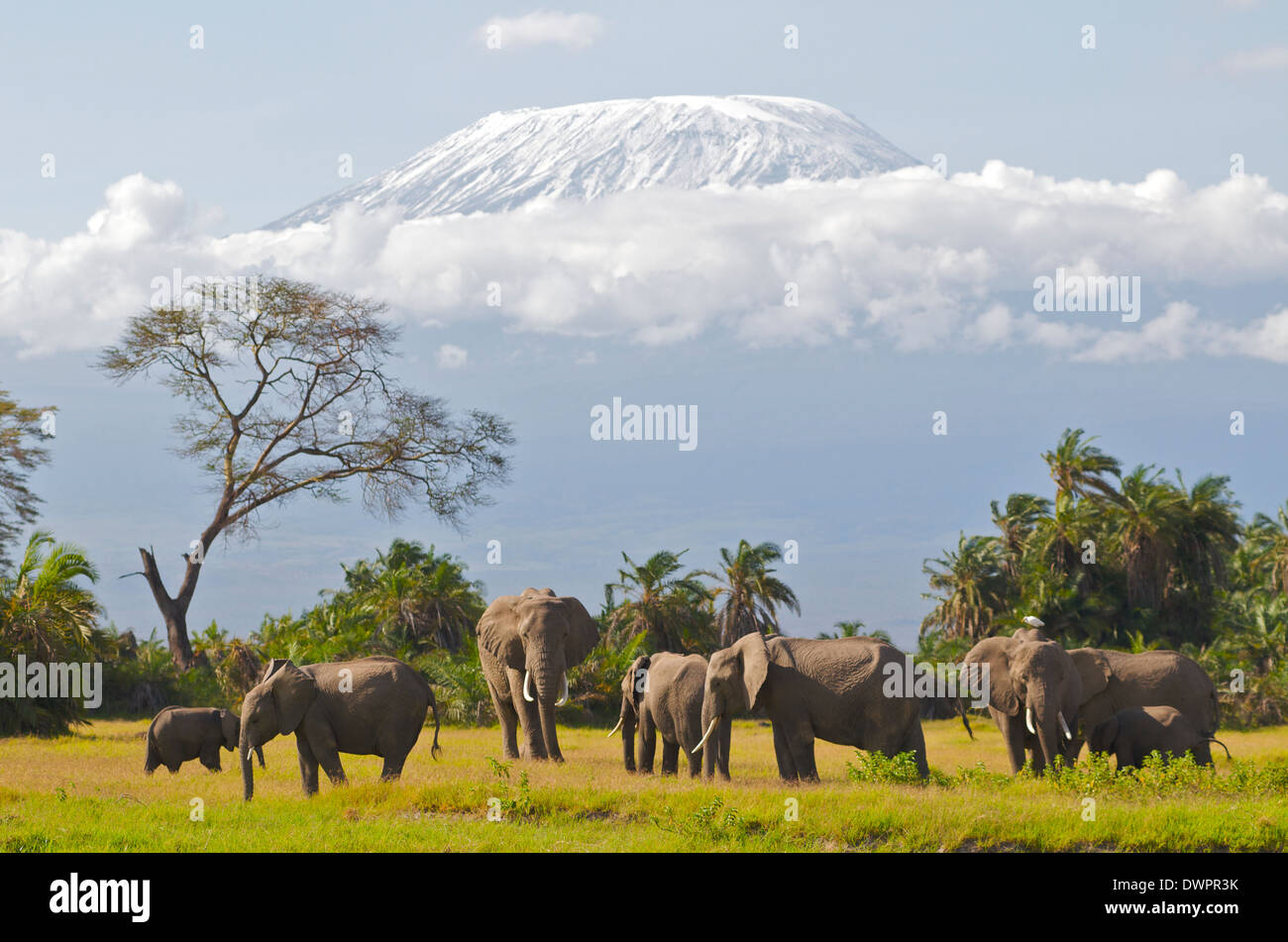 Bull Elephant (Loxodonta africana) in musth moves into small herd with snow capped Kilimanjaro in the background. Amboseli Kenya Stock Photo