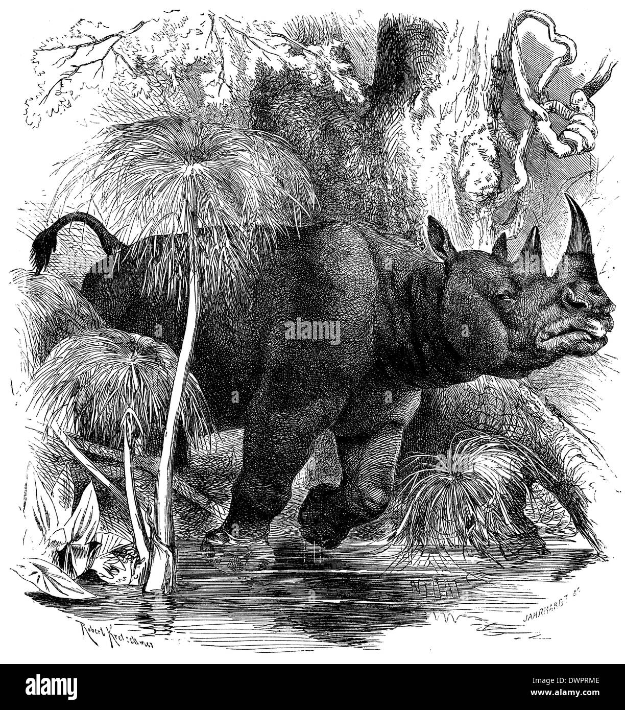 Two-horned rhinoceros Stock Photo