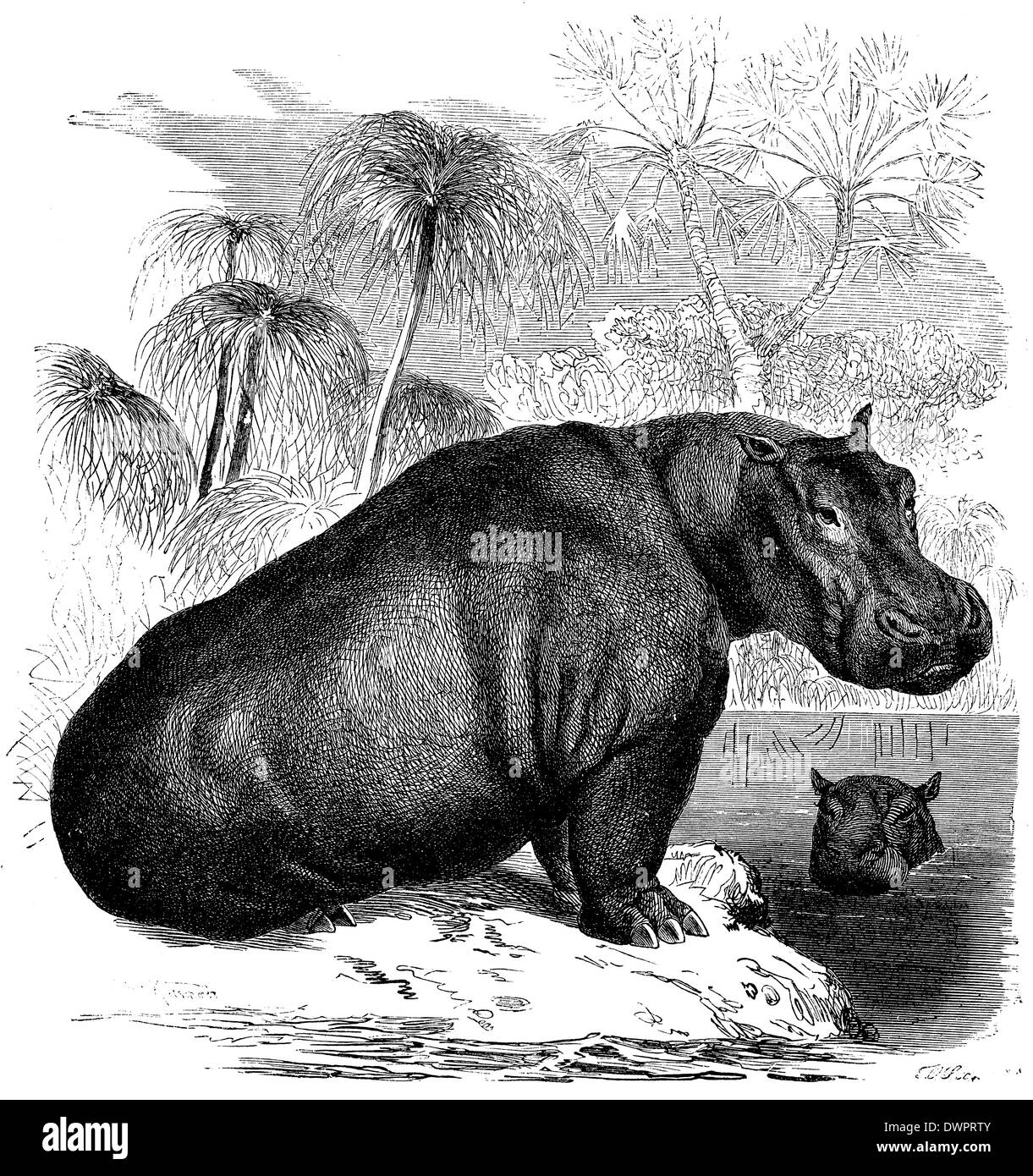 Толстая жизнь животных. Hippopotamus amphibius. Бегемот. Бегемот гравюра. Бегемот рисунок.