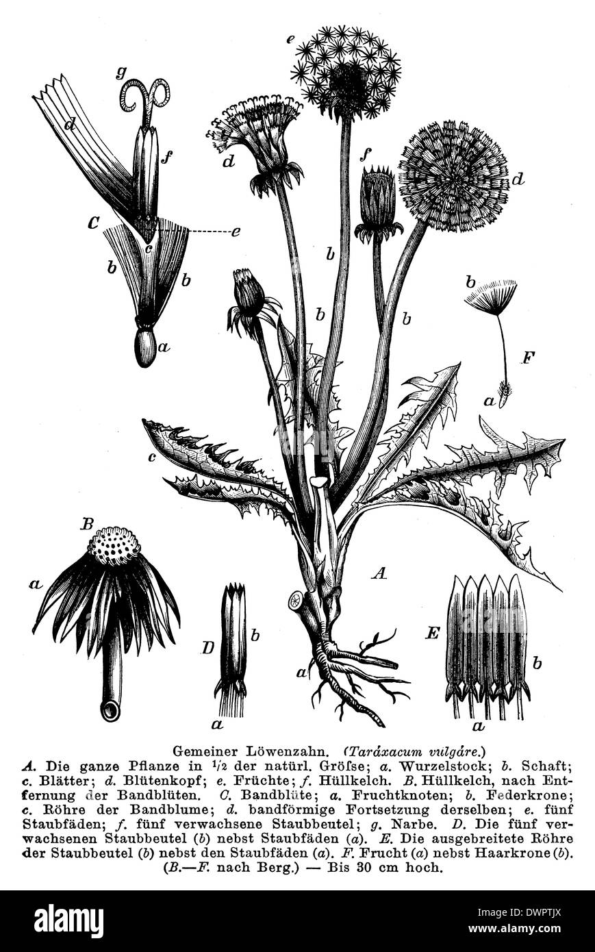 Dandelion drawing hires stock photography and images Alamy