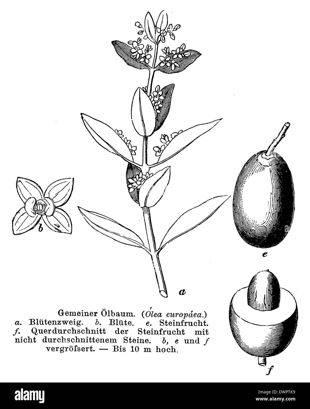 Olive wood engraving Black and White Stock Photos & Images Alamy