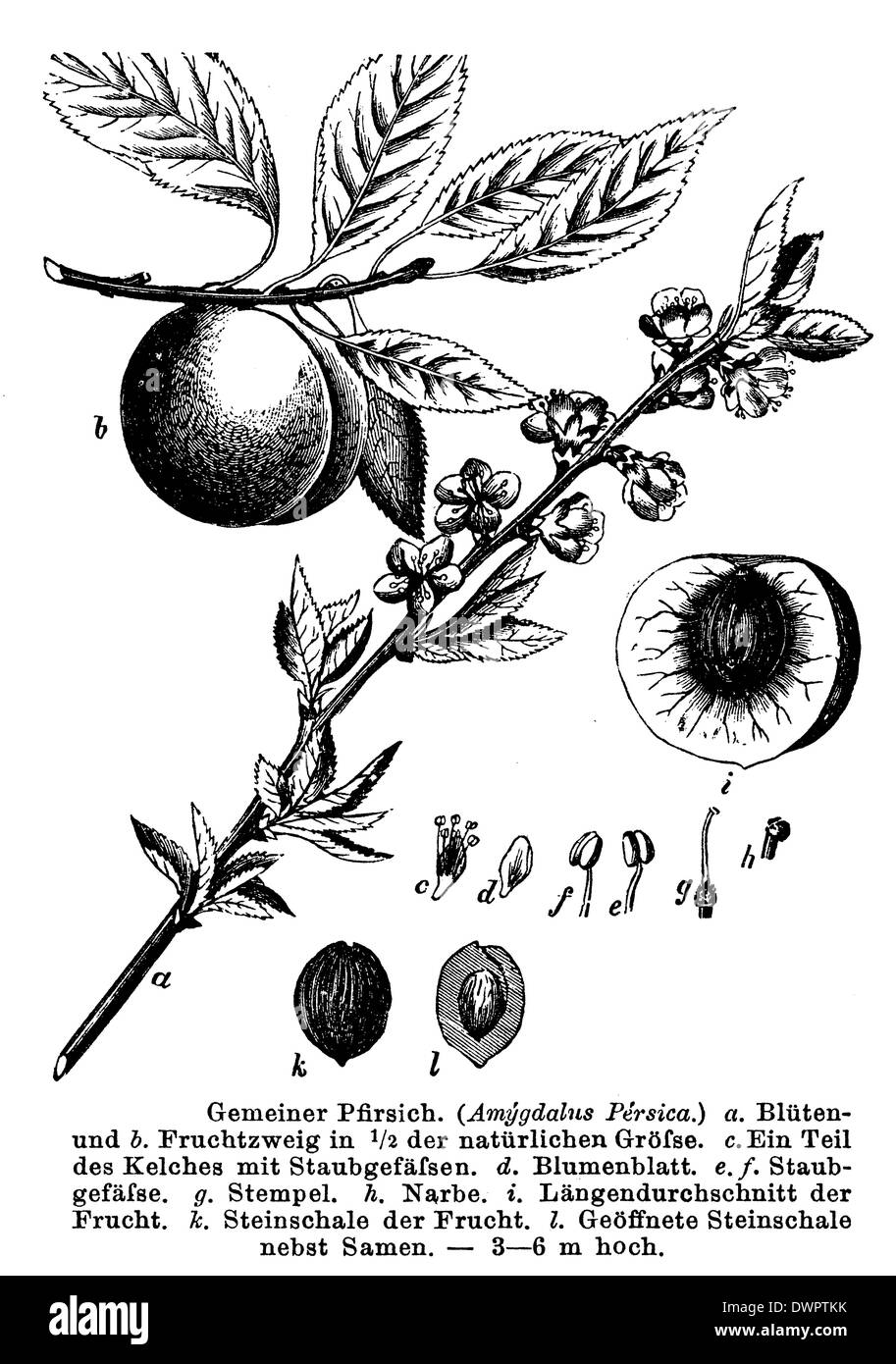 Peach drawing hires stock photography and images Alamy