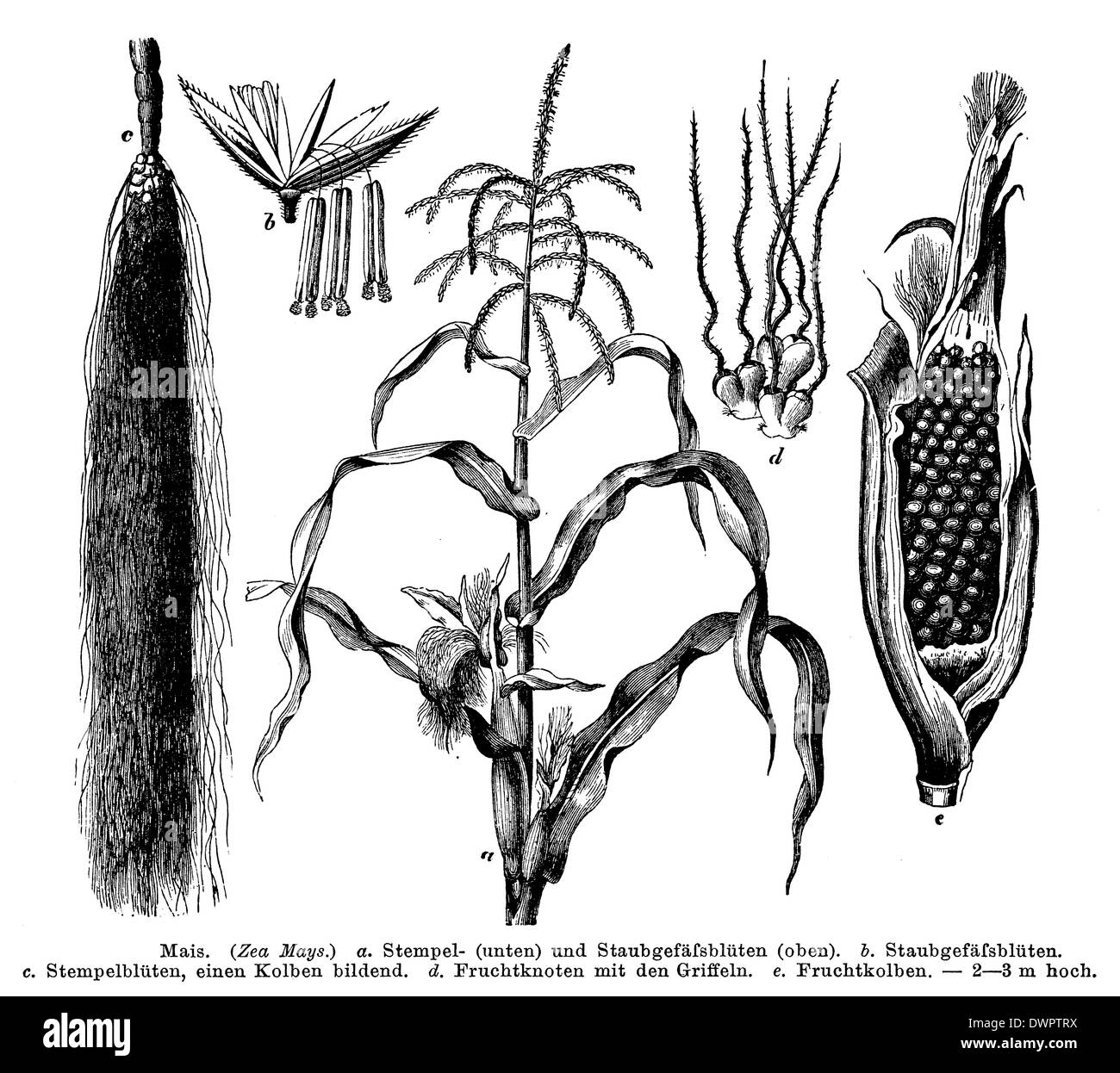 Corn crop Black and White Stock Photos & Images Alamy