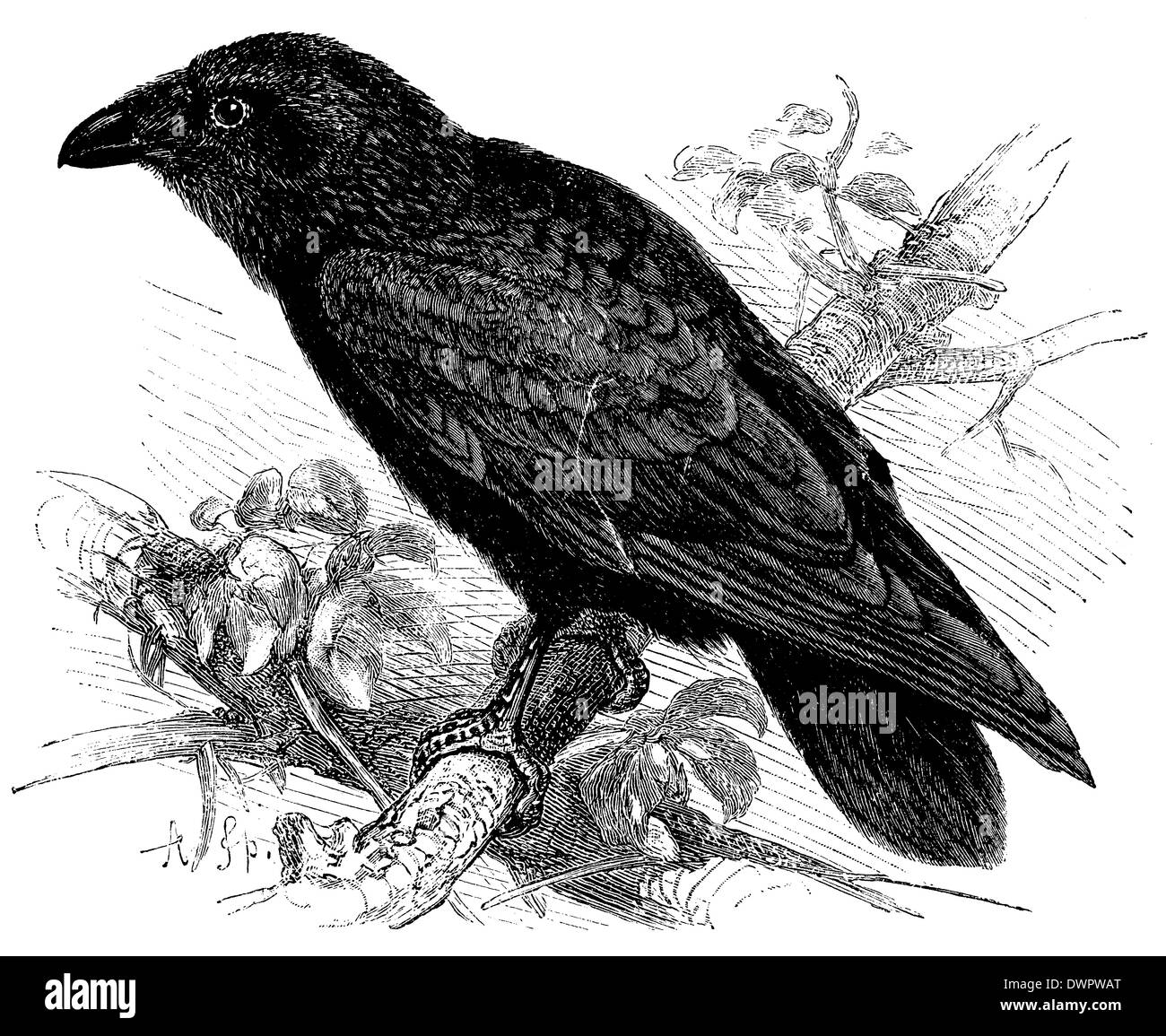Raven raven raven black and white stock photos images alamy
