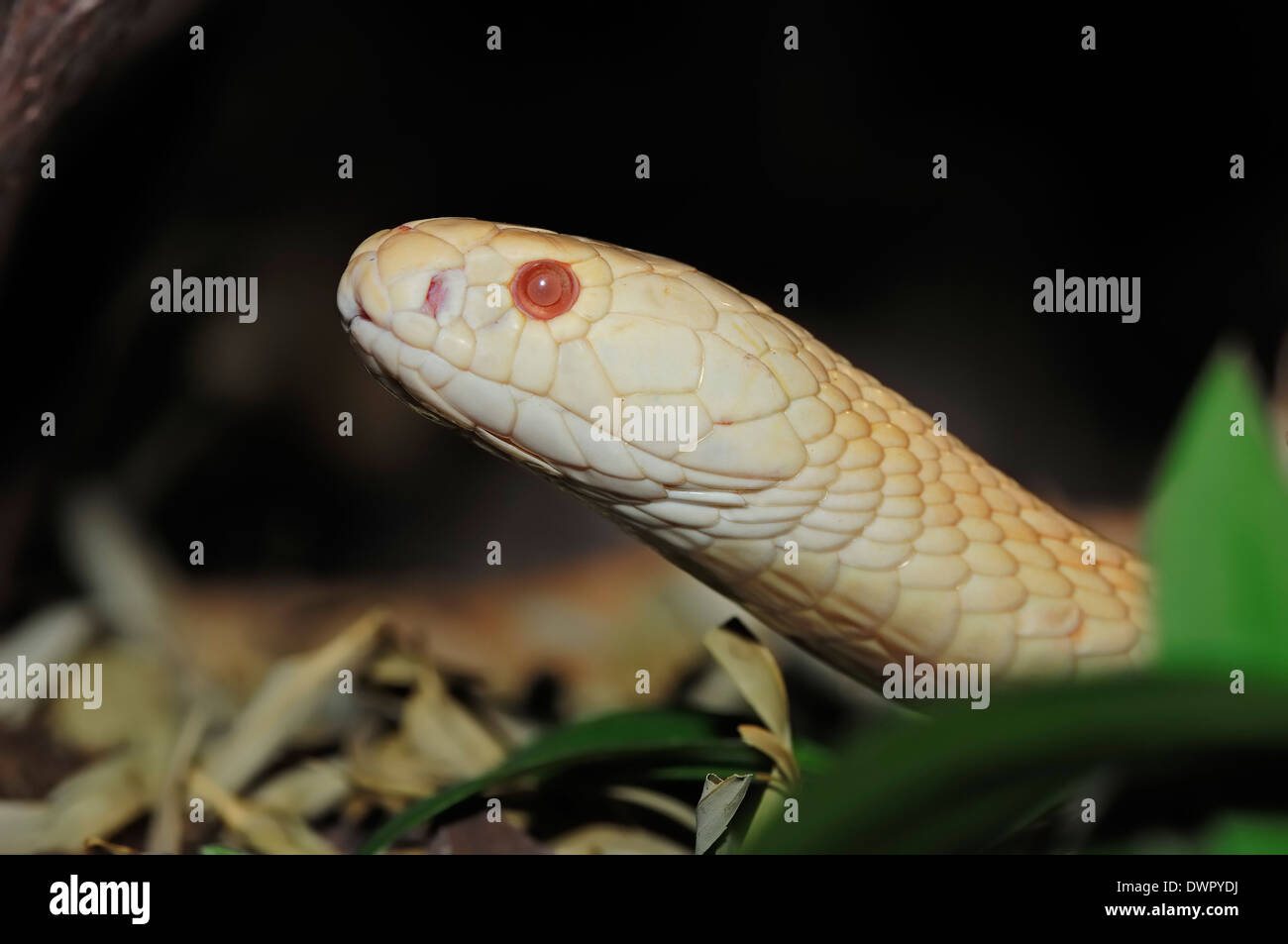 Monocled Cobra or Spectacled Cobra (Naja kaouthia), albino Stock Photo