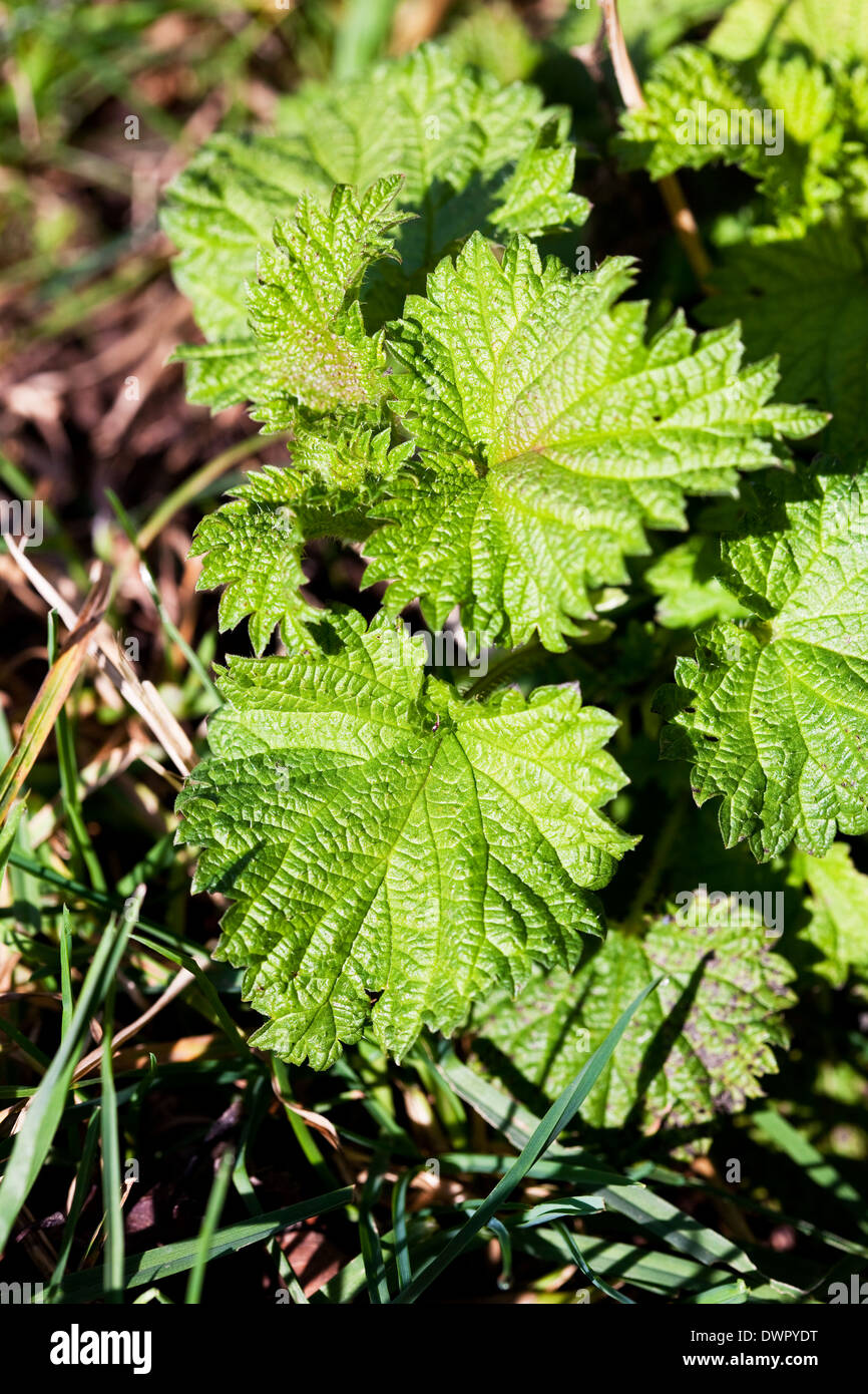 Nettles in England, UK Stock Photo Alamy