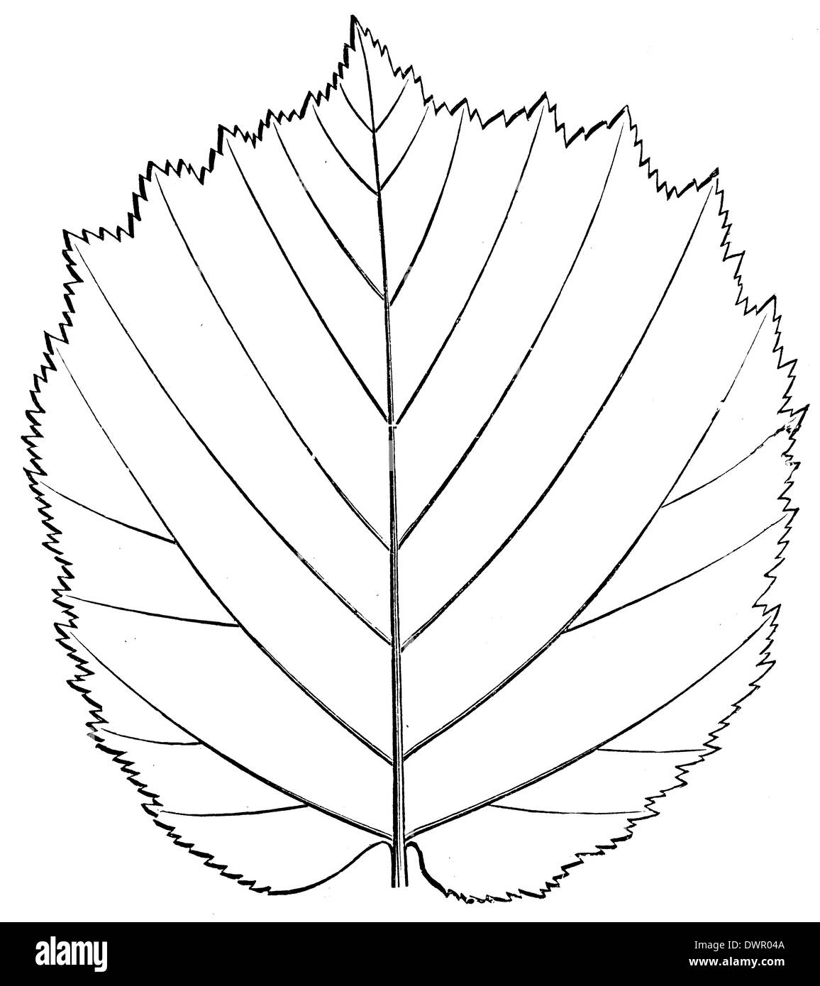 Hazel botanical illustration hires stock photography and images Alamy